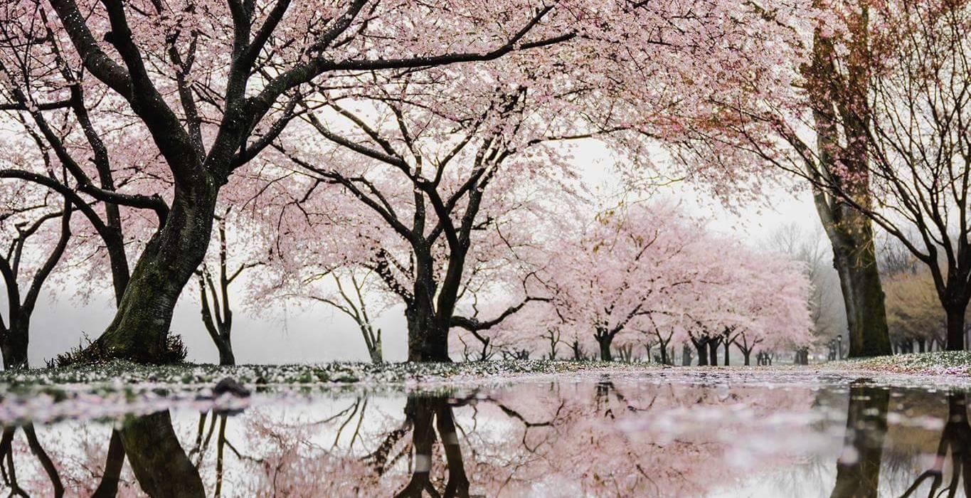 Nephilim - VSLeague Online eSport